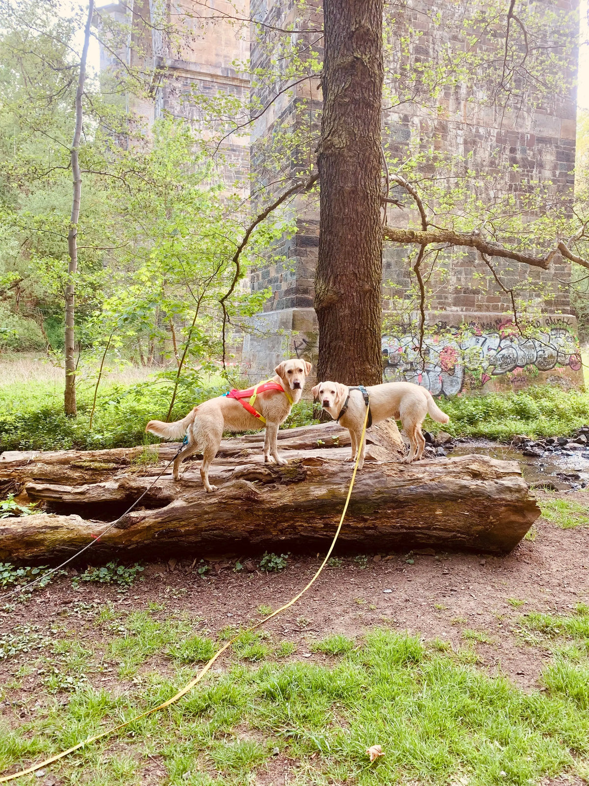 Hund bei Langeweile beschäftigen: 10 Ideen mit Kauartikeln | MASTERFEED