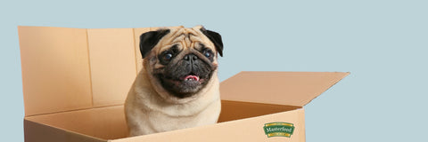 Entdecke das passende Paket für deinen Hund.